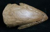 Awesome Pachycephalosaurus Claw - South Dakota #7532-1